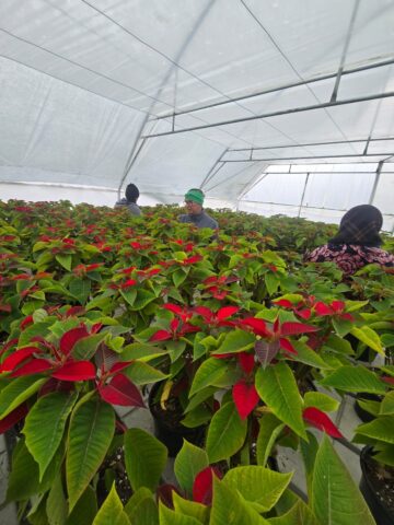 Serele de flori Gălănești: Crăciunițe și Cyclamen, prețuri bune și rezervări pentru revânzători