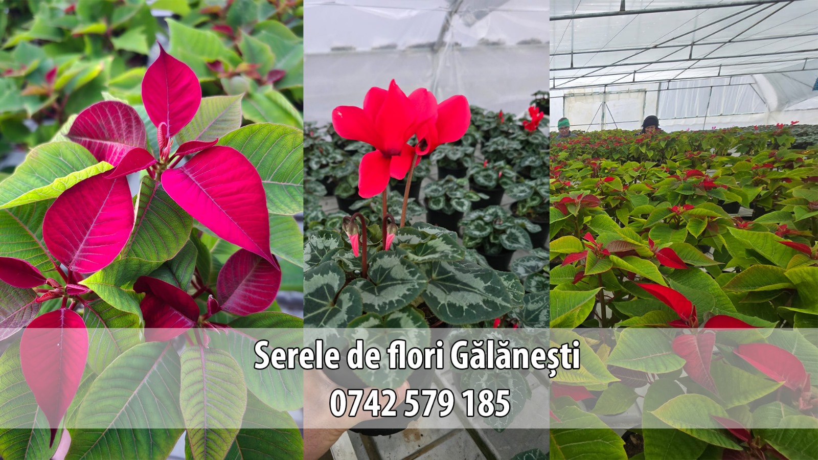 Serele de flori Gălănești: Crăciunițe și Cyclamen, prețuri bune și rezervări pentru revânzători