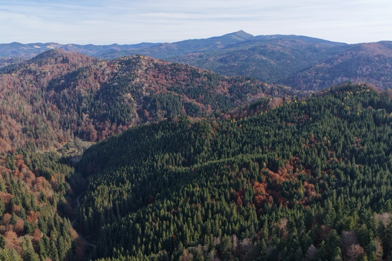 Peste 29% din teritoriul României este acoperit cu fond forestier, în creștere an de an