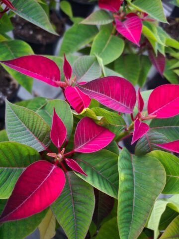 Serele de flori Gălănești: Crăciunițe și Cyclamen, prețuri bune și rezervări pentru revânzători