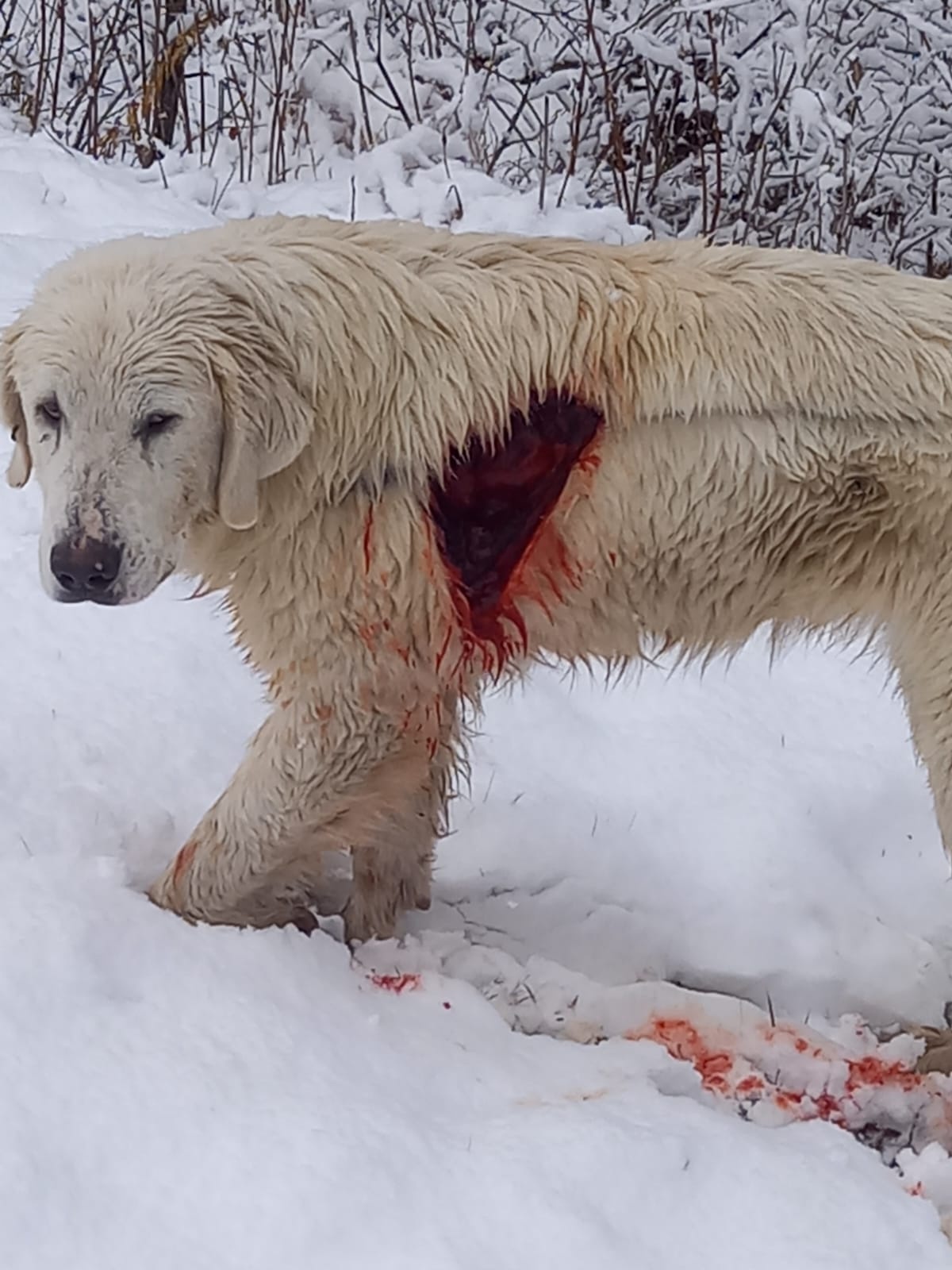 Câine ciobănesc, împușcat de un paznic de vânătoare