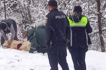 Câine ciobănesc, împușcat de un paznic de vânătoare Câine ciobănesc, împușcat de un paznic de vânătoare