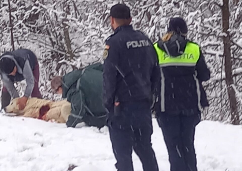 Câine ciobănesc, împușcat de un paznic de vânătoare