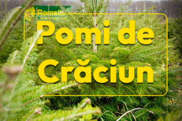 Peste 16.000 de pomi de Crăciun, oferiți la vânzare de Romsilva pentru sărbătorile de iarnă