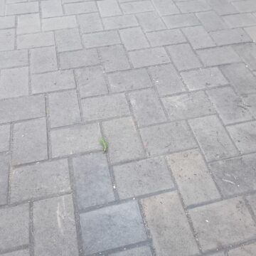 Uite bradul de Crăciun, nu e bradul de Crăciun!