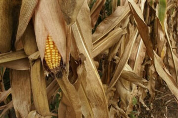 „Jaf la casa fraţilor Hellman din Iţcani”