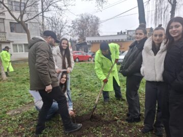 Fălticeniul devine mai verde: 400 de puieți plantați în cea mai amplă acțiune ecologică din ultimii ani