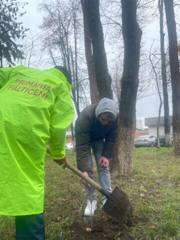Fălticeniul devine mai verde: 400 de puieți plantați în cea mai amplă acțiune ecologică din ultimii ani