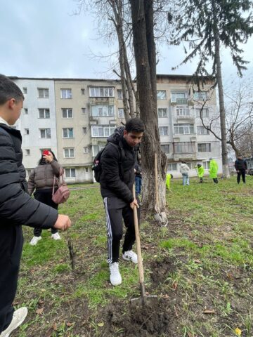 Fălticeniul devine mai verde: 400 de puieți plantați în cea mai amplă acțiune ecologică din ultimii ani