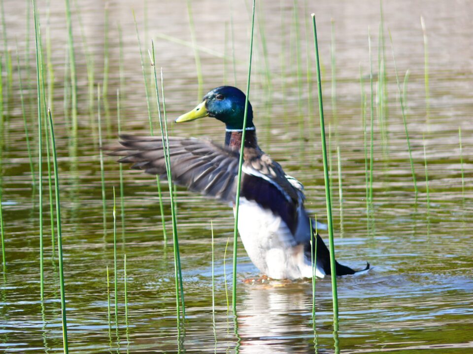 Pumnii mei minte nu are!… Ci evlavie Pumnii mei minte nu are!… Ci evlavie