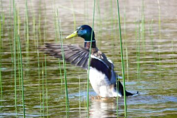 Pumnii mei minte nu are!… Ci evlavie Pumnii mei minte nu are!… Ci evlavie