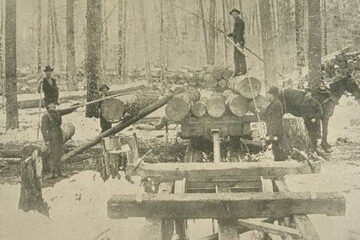 „Jefuirea pădurilor”