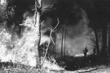 „Pădure incendiată”