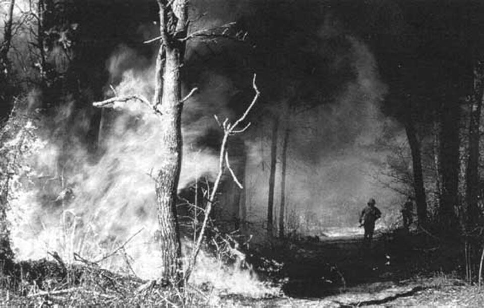 „Pădure incendiată” „Pădure incendiată”