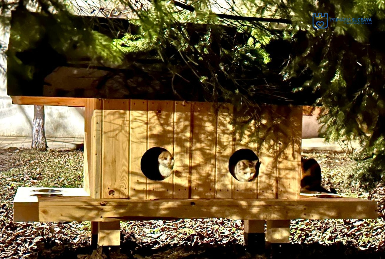 Primii ocupanți ai căsuțelor pentru pisici amplasate de Primăria Suceava printre blocuri