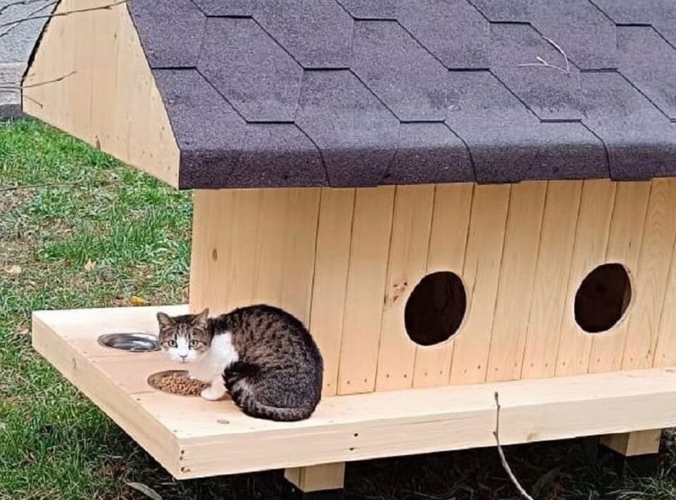 Primii ocupanți ai căsuțelor pentru pisici amplasate de Primăria Suceava printre blocuri Primii ocupanți ai căsuțelor pentru pisici amplasate de Primăria Suceava printre blocuri