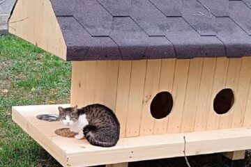 Primii ocupanți ai căsuțelor pentru pisici amplasate de Primăria Suceava printre blocuri Primii ocupanți ai căsuțelor pentru pisici amplasate de Primăria Suceava printre blocuri