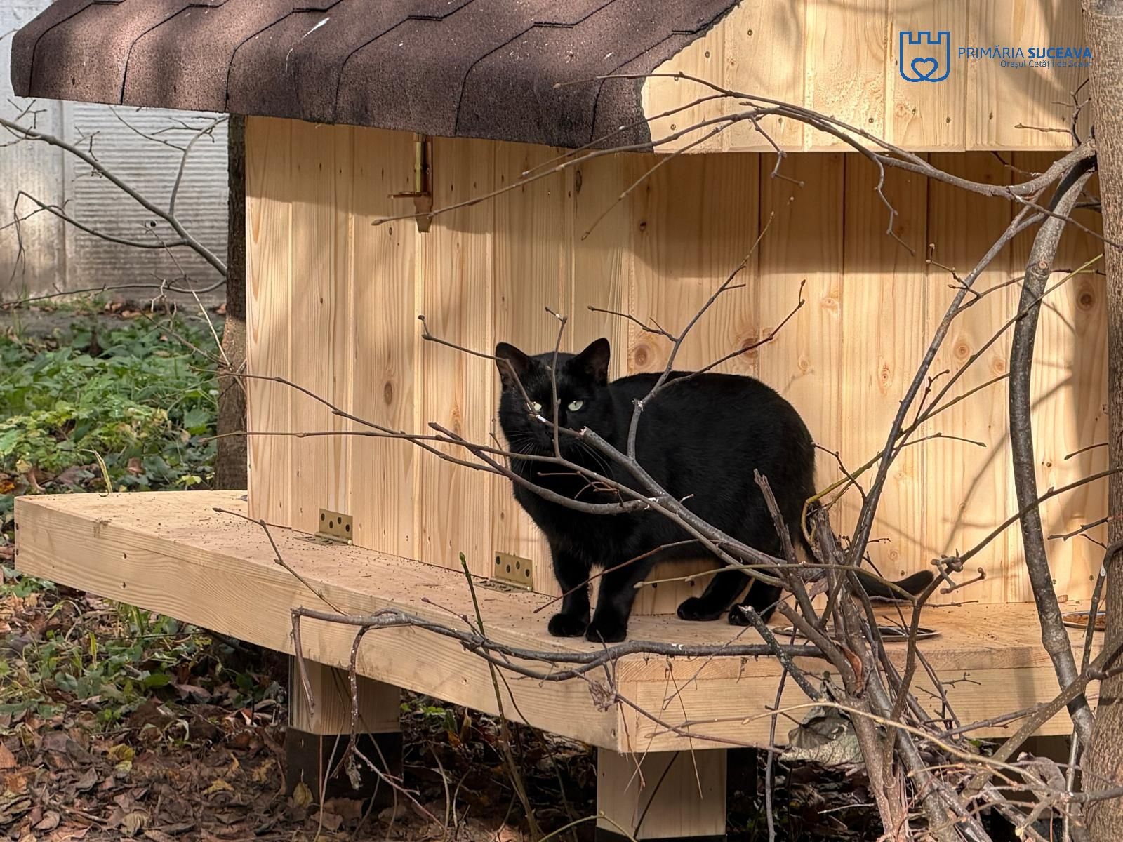 Primii ocupanți ai căsuțelor pentru pisici amplasate de Primăria Suceava printre blocuri