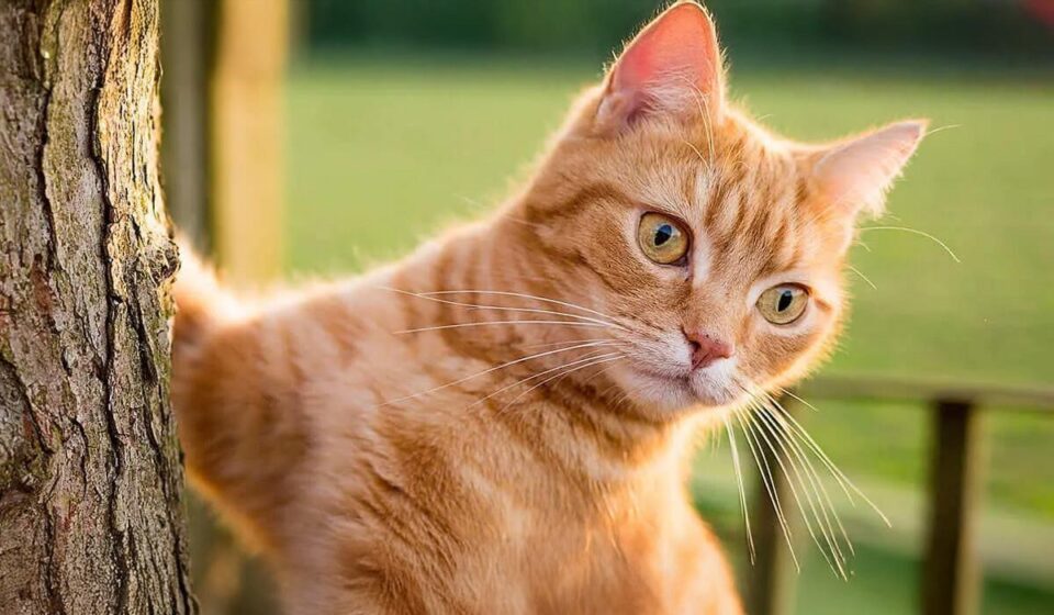 Microciparea pisicilor