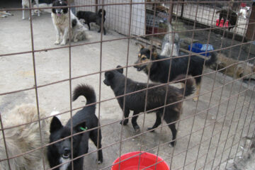 Solidaritate după sărbători: mâncarea rămasă poate ajuta cățeii din adăpostul public Fălticeni Solidaritate după sărbători: mâncarea rămasă poate ajuta cățeii din adăpostul public Fălticeni