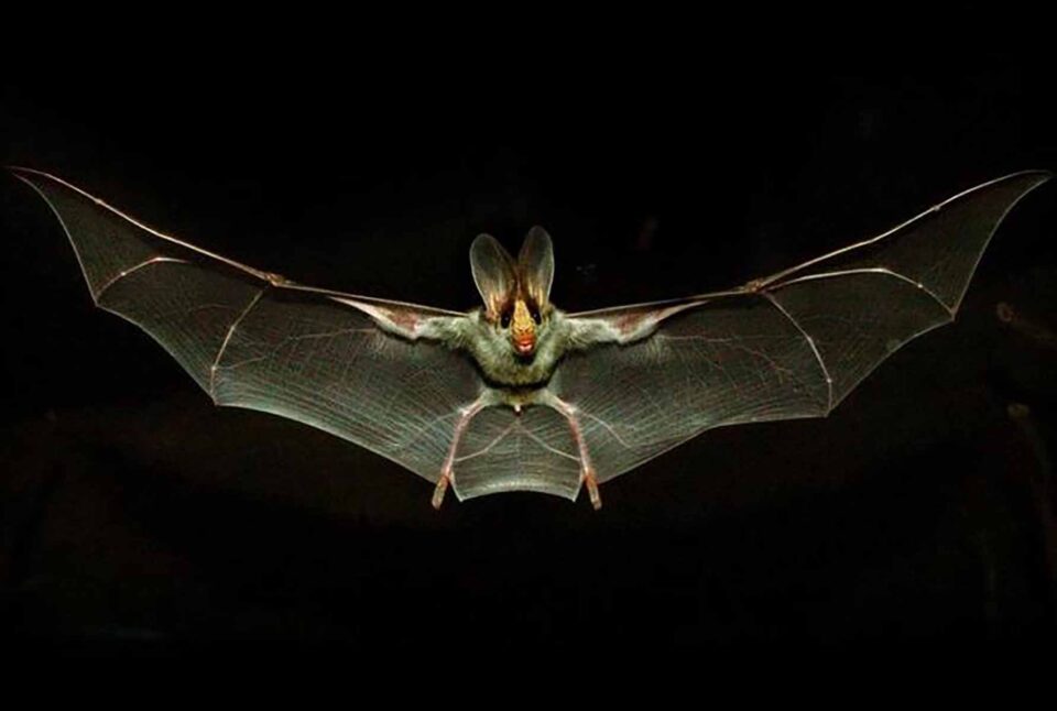 „Credinţe poporale bucovinene” „Credinţe poporale bucovinene”