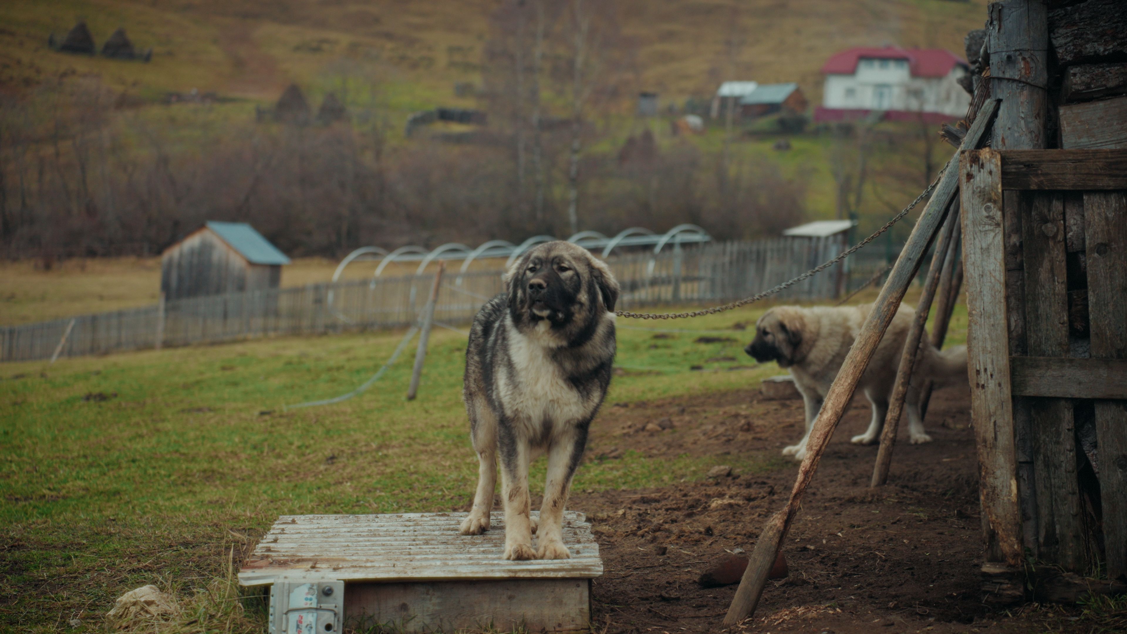 Antreprenorul sucevean Ștefan Mandachi a scos din lanț toți câinii din satul Catrinari, comuna Panaci