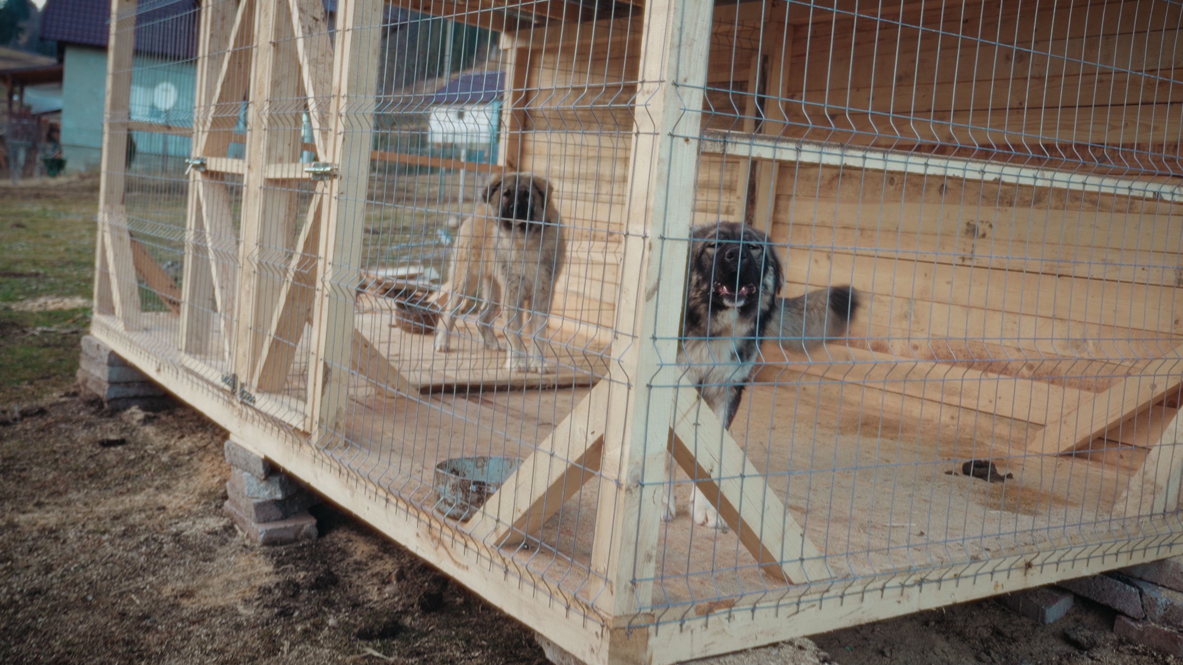 Antreprenorul sucevean Ștefan Mandachi a scos din lanț toți câinii din satul Catrinari, comuna Panaci