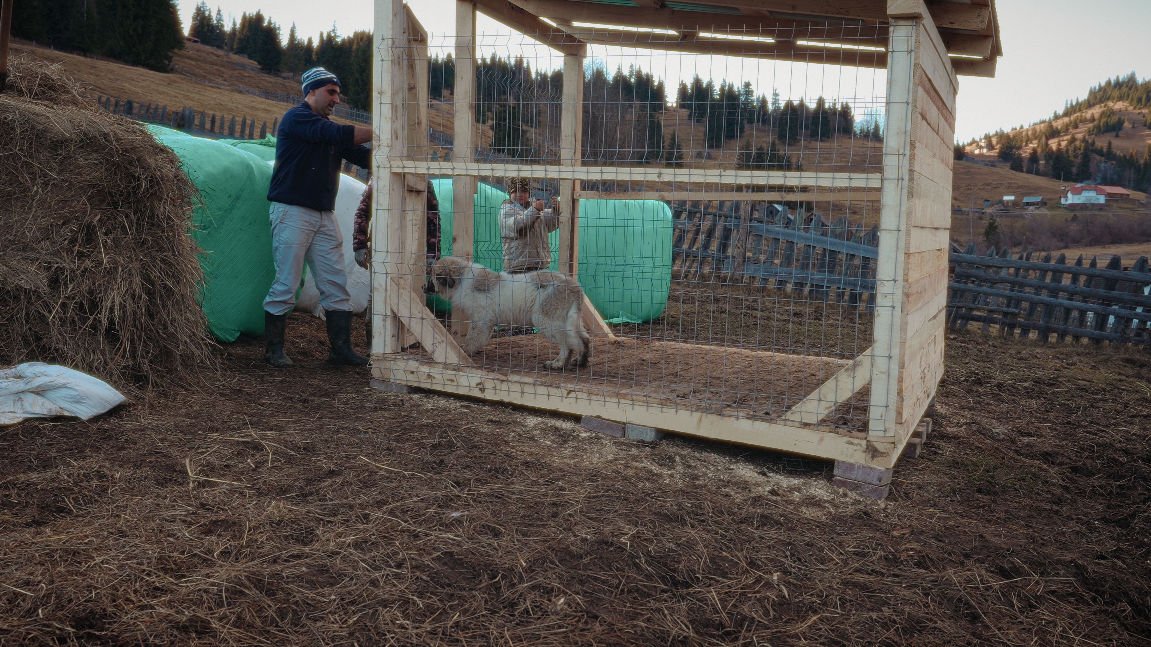 Antreprenorul sucevean Ștefan Mandachi a scos din lanț toți câinii din satul Catrinari, comuna Panaci