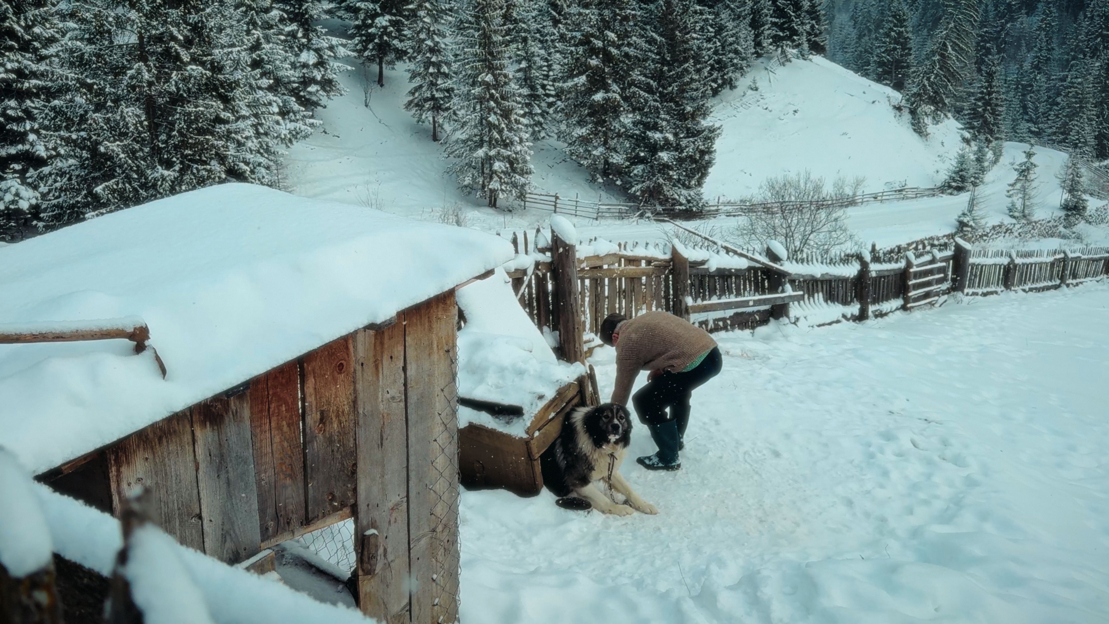 Antreprenorul sucevean Ștefan Mandachi a scos din lanț toți câinii din satul Catrinari, comuna Panaci