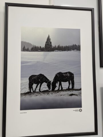 Membrii Clubului Fotografilor Suceveni au expus la Galeria de artă „Zamca”. „Între clipă și tăcere”