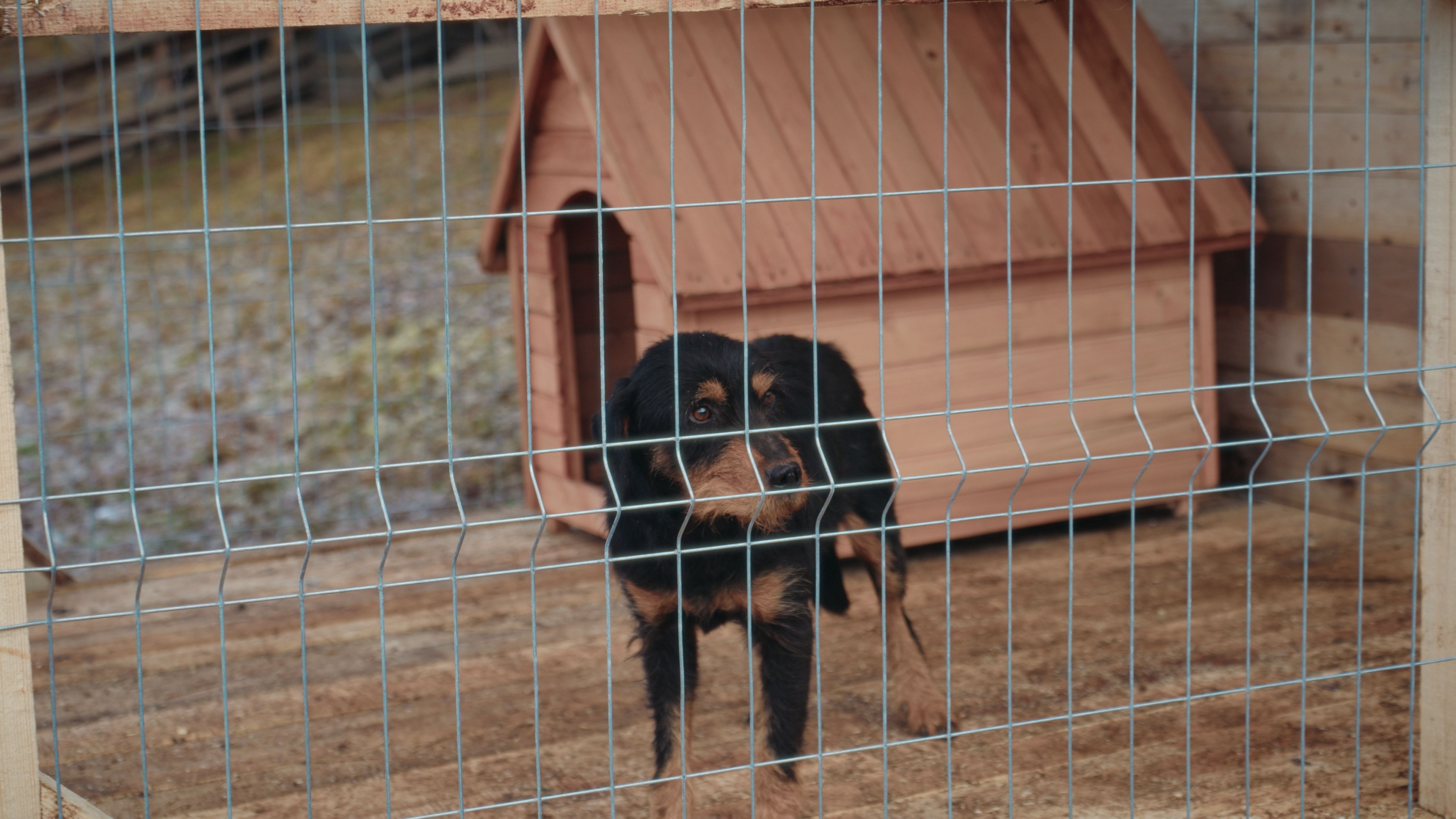 Antreprenorul sucevean Ștefan Mandachi a scos din lanț toți câinii din satul Catrinari, comuna Panaci