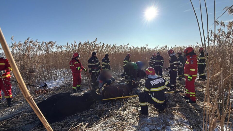 Intervenție grea a pompierilor pentru salvarea a 23 de bovine, captive într-un iaz