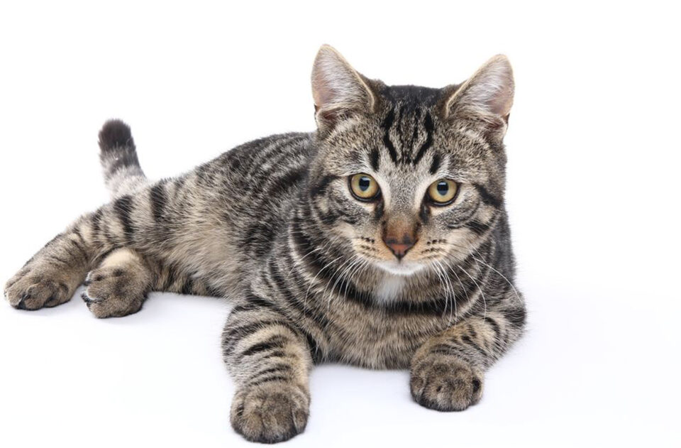 „Credinţe poporale bucovinene”