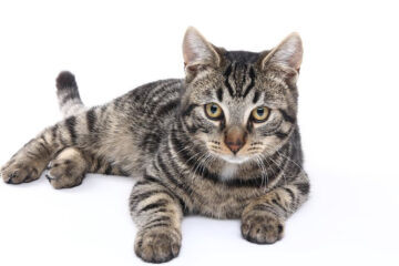 „Credinţe poporale bucovinene”