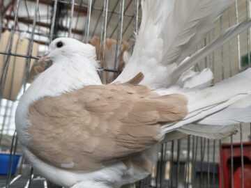 Peste 2.000 de exemplare de iepuri, porumbei, găini și păsări exotice, la Expoziția regională „Cupa Moldovei”