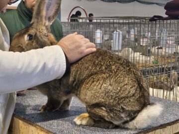 Peste 2.000 de exemplare de iepuri, porumbei, găini și păsări exotice, la Expoziția regională „Cupa Moldovei”