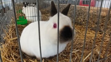 Peste 2.000 de exemplare de iepuri, porumbei, găini și păsări exotice, la Expoziția regională „Cupa Moldovei”