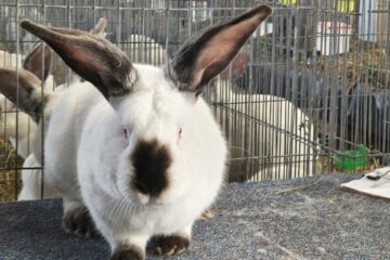 Peste 2.000 de exemplare de iepuri, porumbei, găini și păsări exotice, la Expoziția regională „Cupa Moldovei”