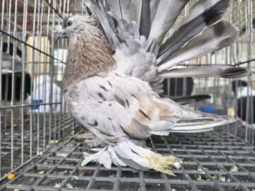 Peste 2.000 de exemplare de iepuri, porumbei, găini și păsări exotice, la Expoziția regională „Cupa Moldovei”