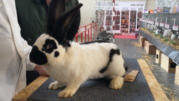 Peste 2.000 de exemplare de iepuri, porumbei, găini și păsări exotice, la Expoziția regională „Cupa Moldovei”