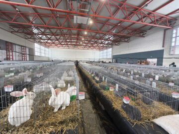 Peste 2.000 de exemplare de iepuri, porumbei, găini și păsări exotice, la Expoziția regională „Cupa Moldovei”