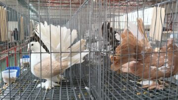 Peste 2.000 de exemplare de iepuri, porumbei, găini și păsări exotice, la Expoziția regională „Cupa Moldovei”