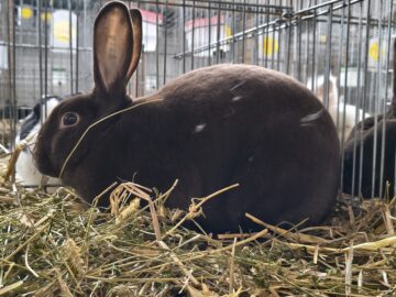 Peste 2.000 de exemplare de iepuri, porumbei, găini și păsări exotice, la Expoziția regională „Cupa Moldovei”