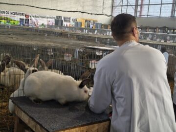 Peste 2.000 de exemplare de iepuri, porumbei, găini și păsări exotice, la Expoziția regională „Cupa Moldovei”