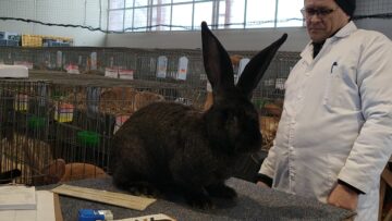 Peste 2.000 de exemplare de iepuri, porumbei, găini și păsări exotice, la Expoziția regională „Cupa Moldovei”