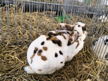 Peste 2000 de exemplare de iepuri, porumbei, găini și păsări exotice, la Expoziția regională „Cupa Moldovei”