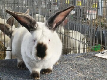 Peste 2000 de exemplare de iepuri, porumbei, găini și păsări exotice, la Expoziția regională „Cupa Moldovei”