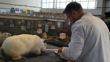 Peste 2000 de exemplare de iepuri, porumbei, găini și păsări exotice, la Expoziția regională „Cupa Moldovei”