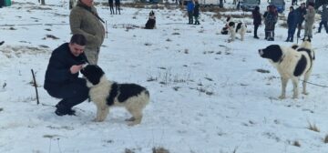 Gheorghe Șoldan după participarea la Parada Ciobănescului de Bucovina din Stulpicani: „Este un eveniment care arată tot ce are mai frumos Bucovina”