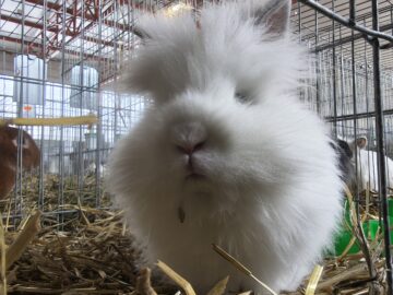 Peste 2000 de exemplare de iepuri, porumbei, găini și păsări exotice, la Expoziția regională „Cupa Moldovei”